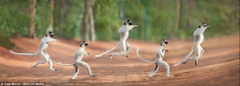 Jumping lemurs of Madagascar