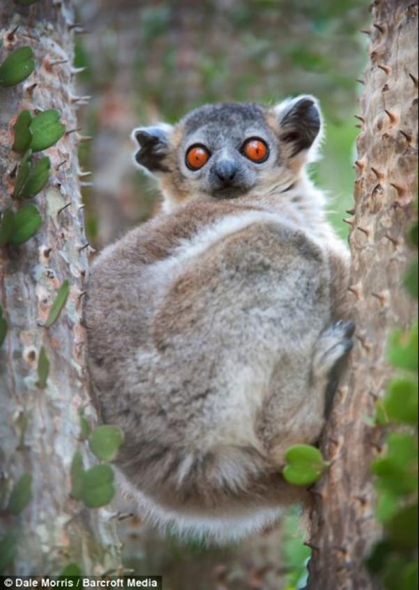 Jumping lemurs of Madagascar