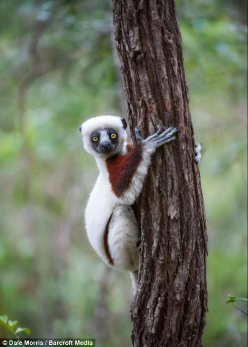 Jumping lemurs of Madagascar