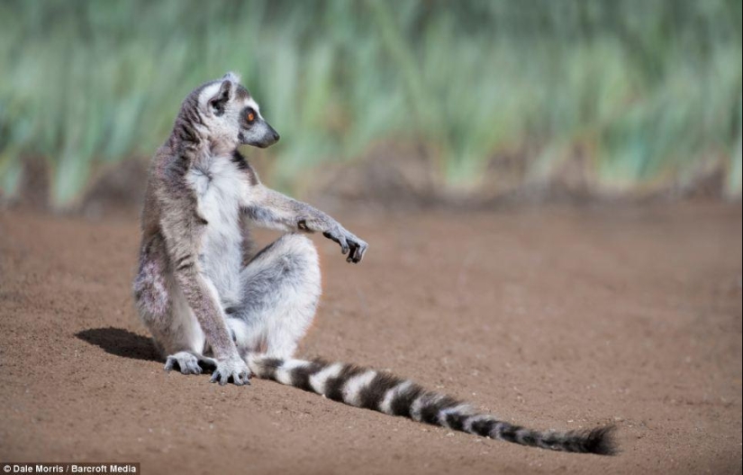 Jumping lemurs of Madagascar