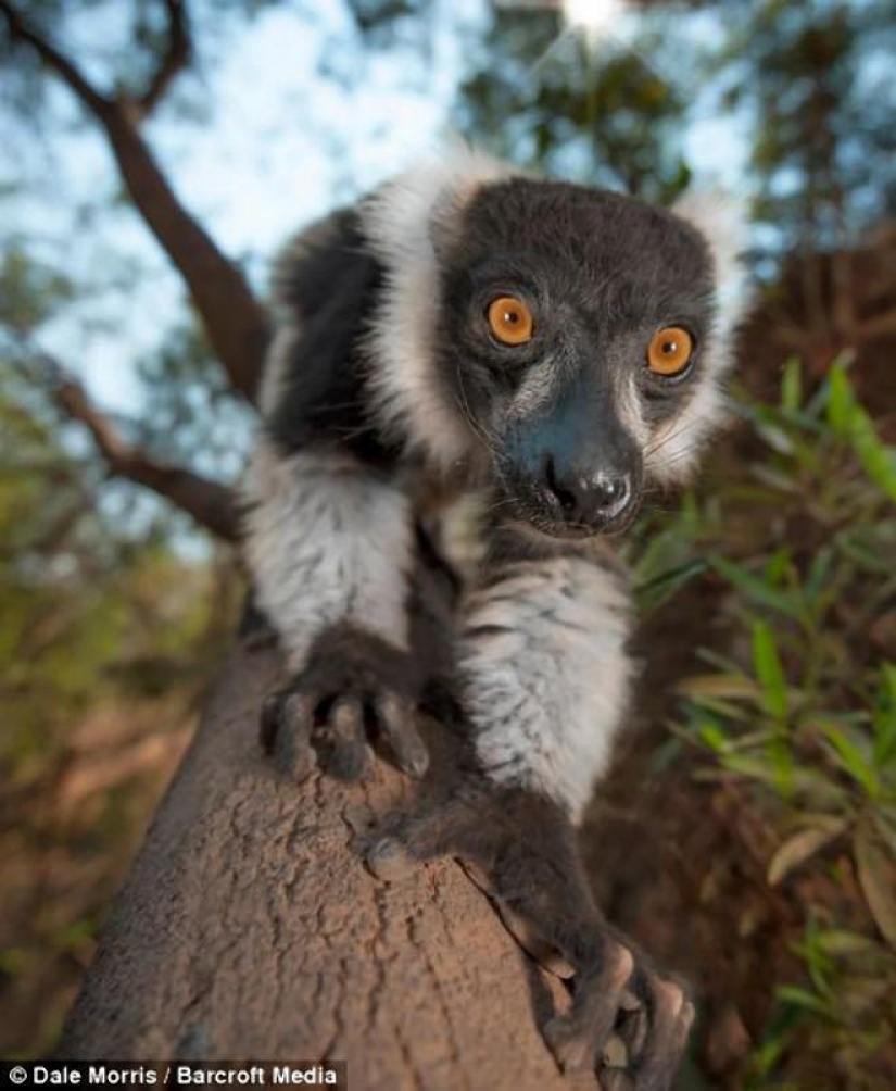 Jumping lemurs of Madagascar