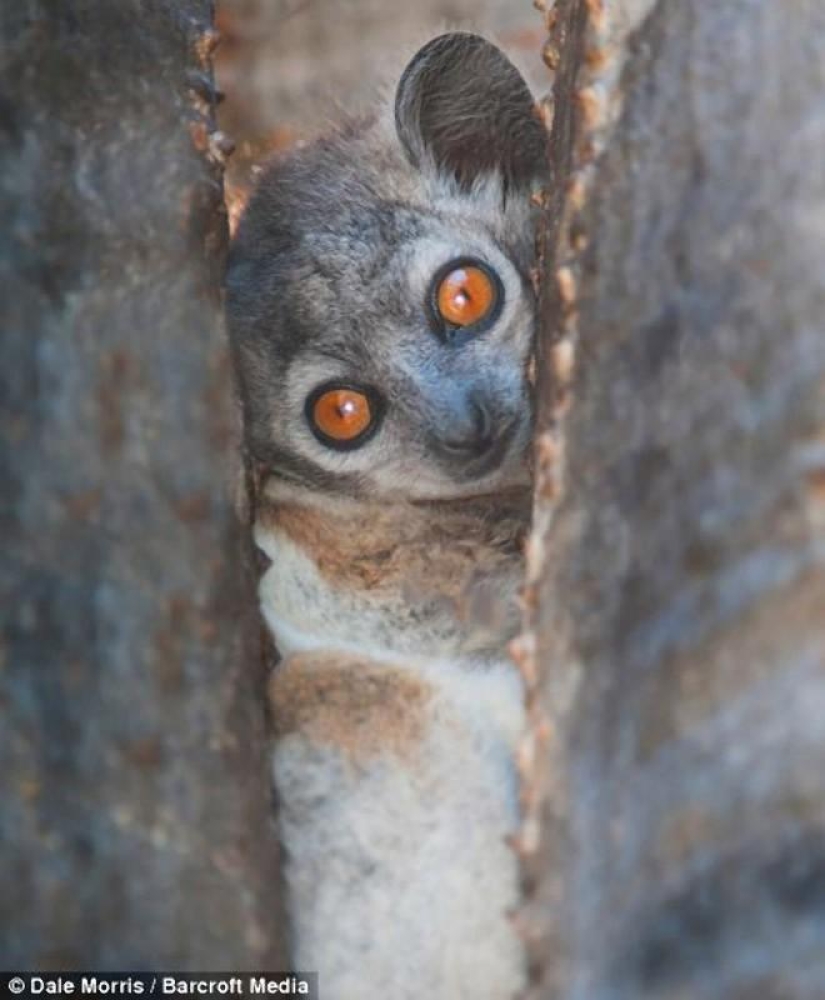 Jumping lemurs of Madagascar