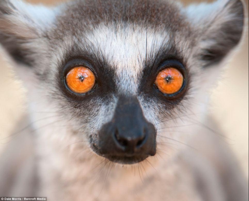 Jumping lemurs of Madagascar