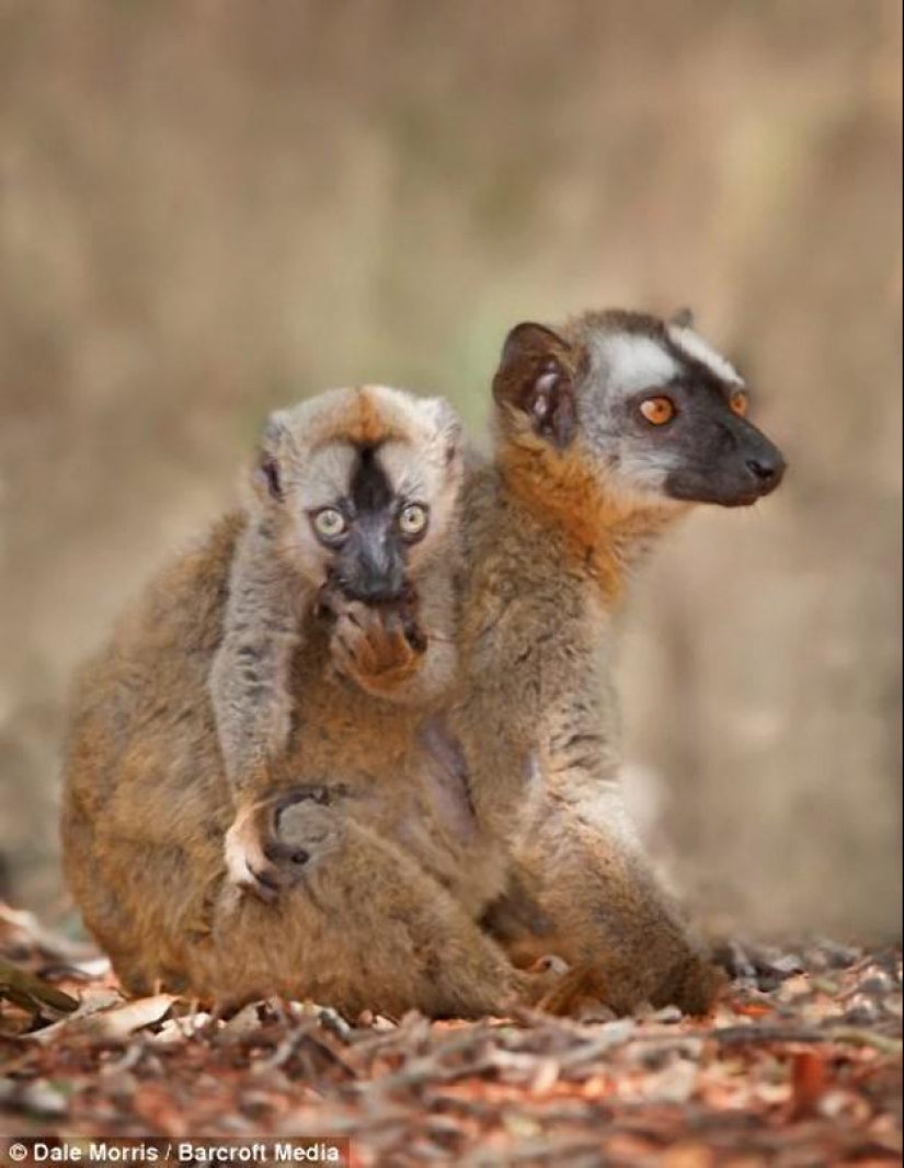 Jumping lemurs of Madagascar