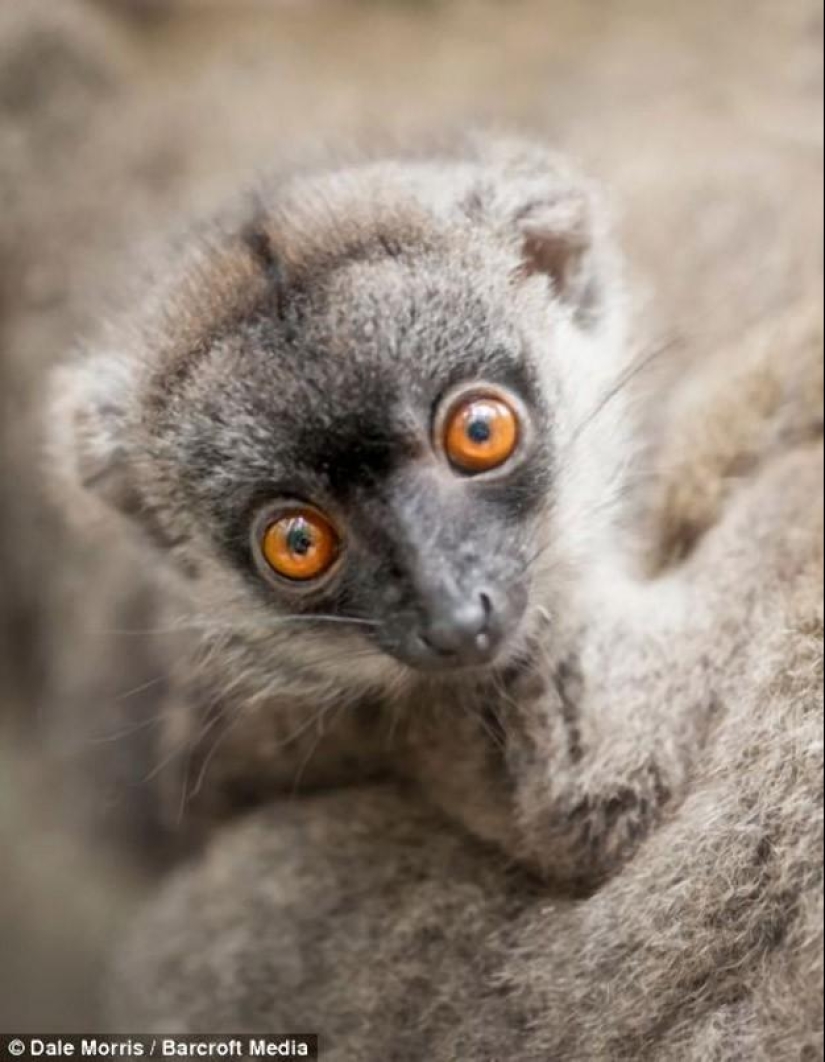 Jumping lemurs of Madagascar