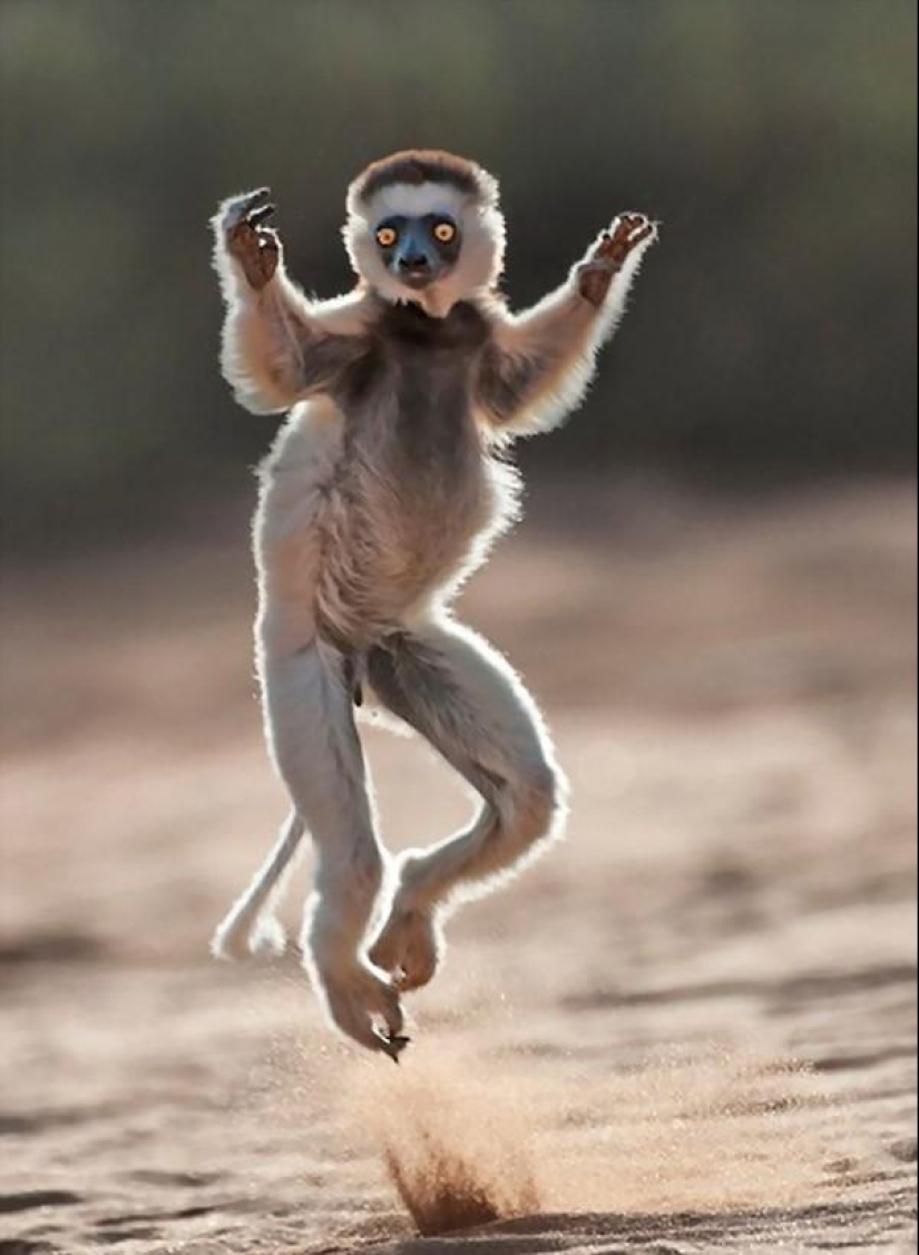 Jumping lemurs of Madagascar