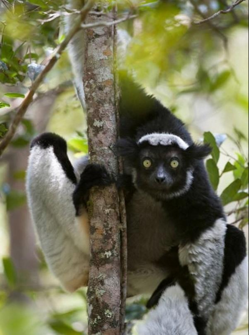 Jumping lemurs of Madagascar