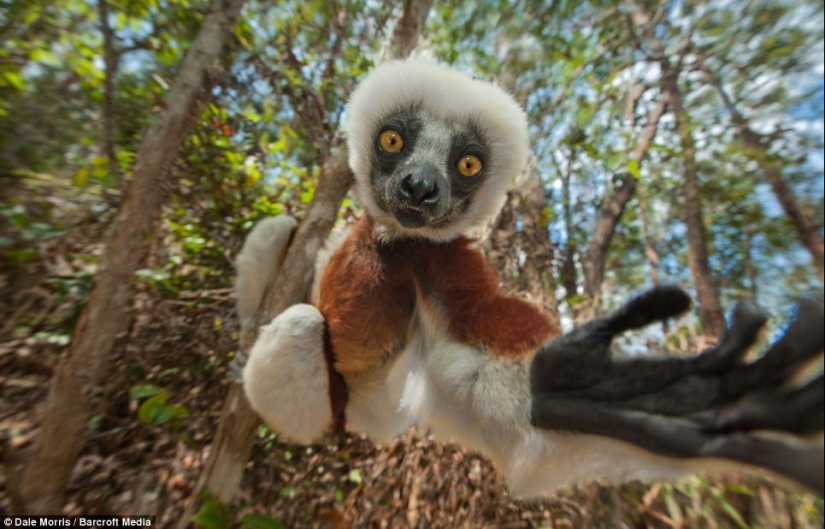 Jumping lemurs of Madagascar