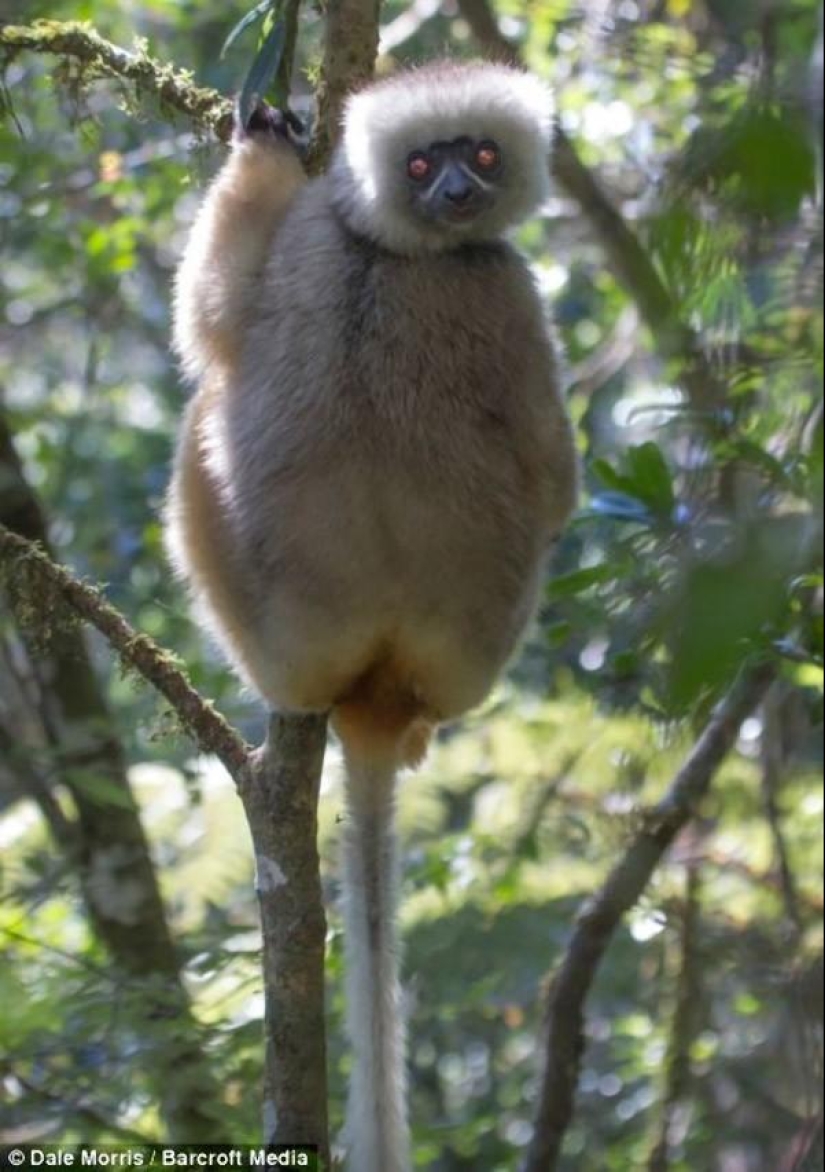 Jumping lemurs of Madagascar