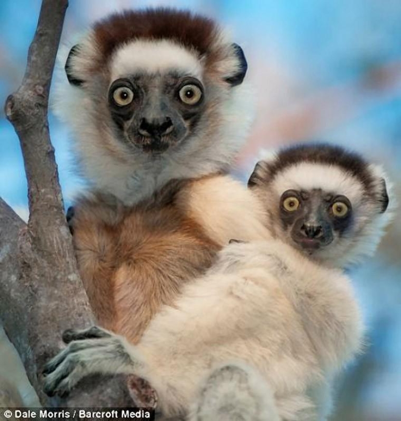 Jumping lemurs of Madagascar
