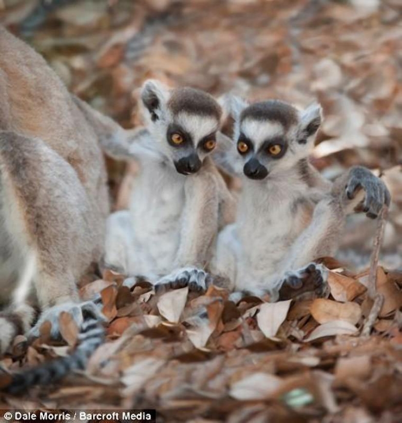 Jumping lemurs of Madagascar