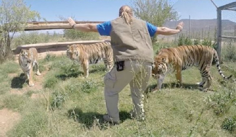 jurassic zoo jurassic zoo