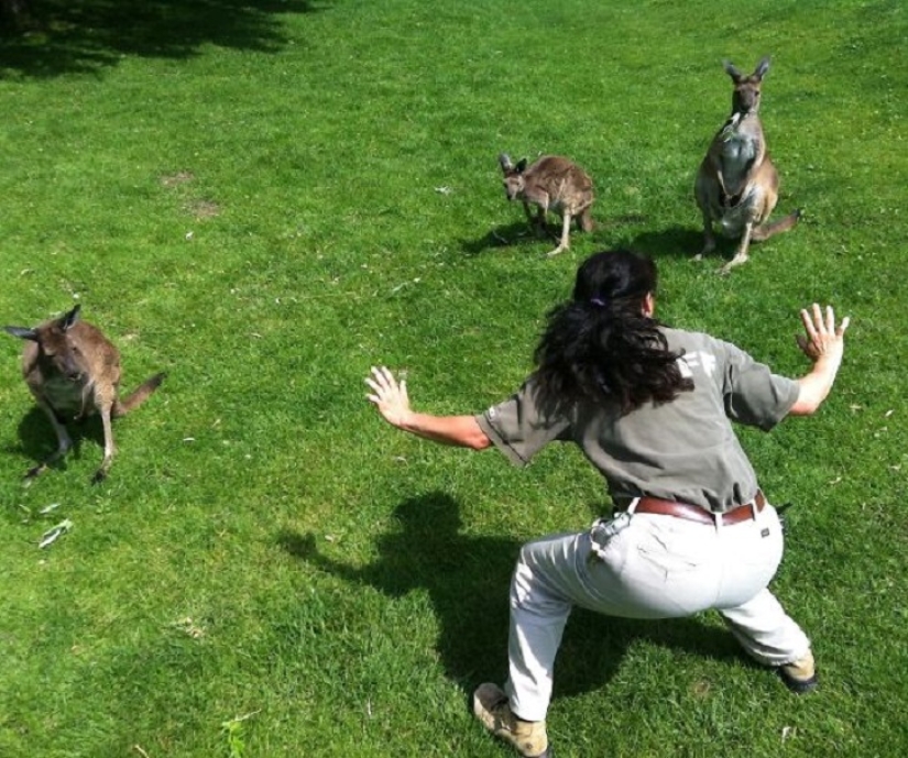 jurassic zoo jurassic zoo