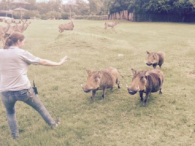 jurassic zoo jurassic zoo