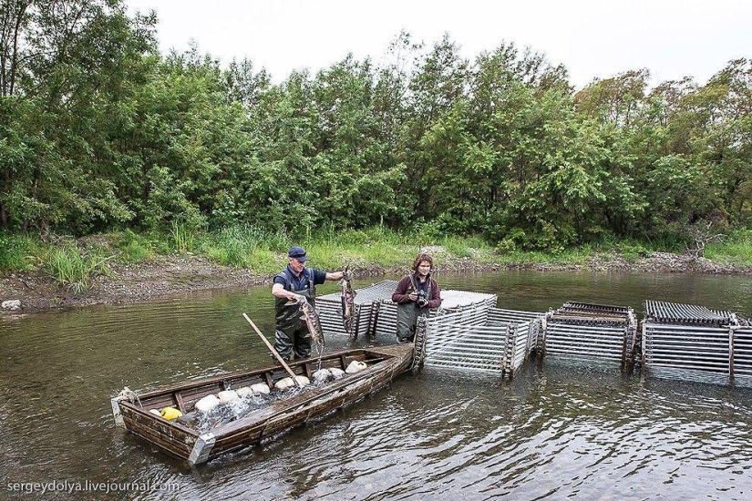 Kamchatka. Salmón