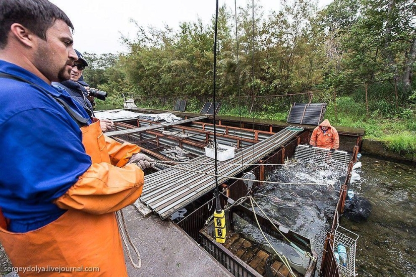 Kamchatka. Salmón