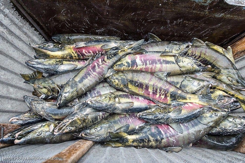 Kamchatka. Salmón