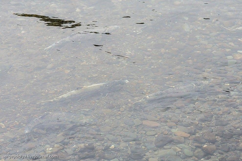 Kamchatka. Salmón