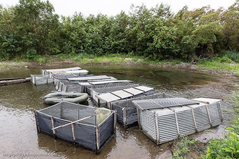 Kamchatka. Salmón