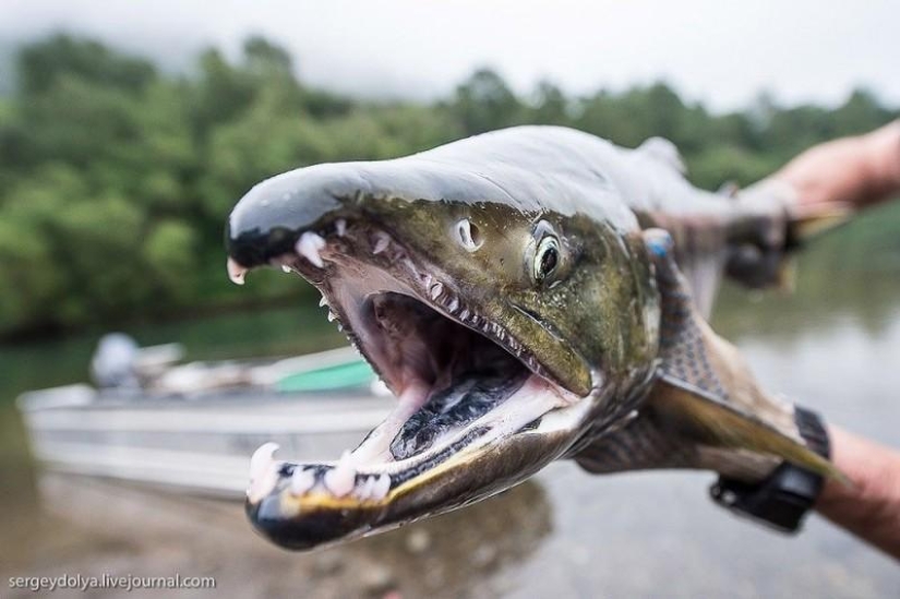 Kamchatka. Salmon