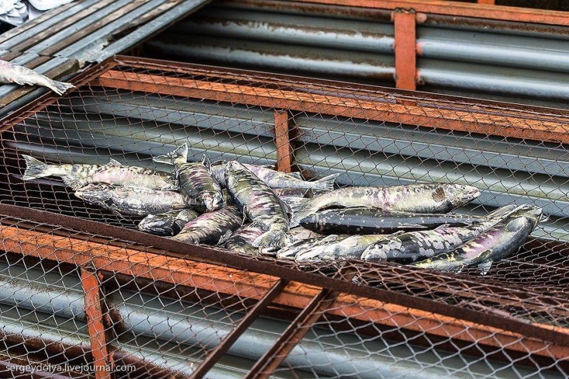 Kamchatka. Salmon