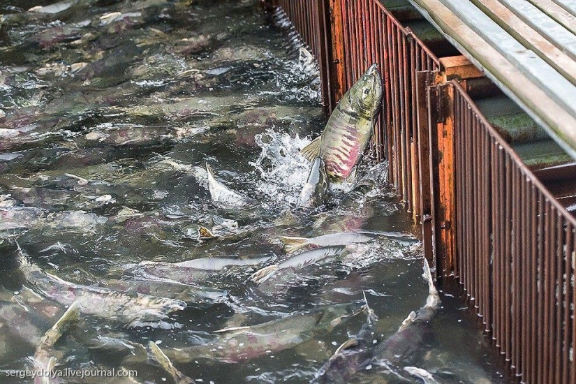 Kamchatka. Salmon