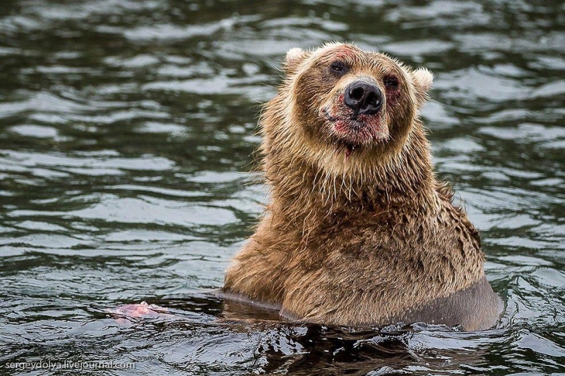 Kamchatka. Salmon