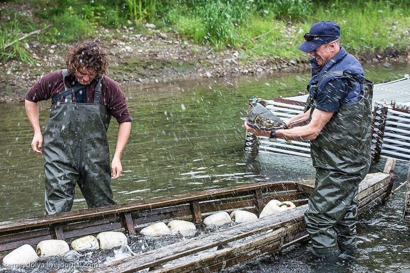 Kamchatka. Salmon