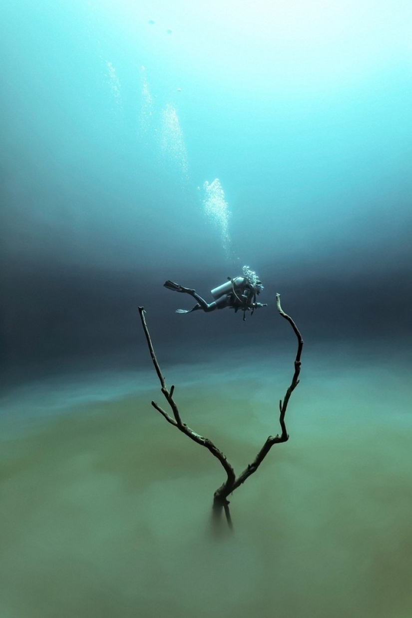 Kilómetros de agua sobre nosotros: ganadores del premio al fotógrafo submarino del año 2015