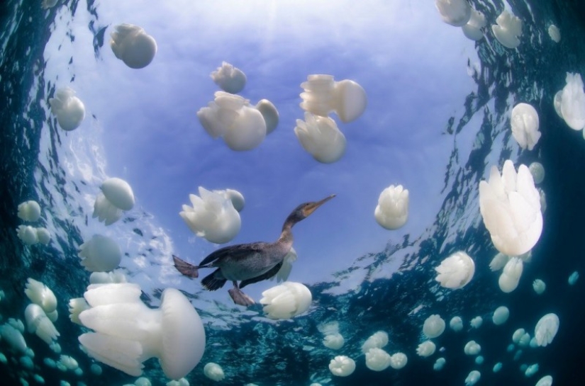 Kilometers of water above us: 2015 Underwater Photographer of the Year Award Winners Kilometers of water above us: 2015 Underwater Photographer of the Year Award Winners