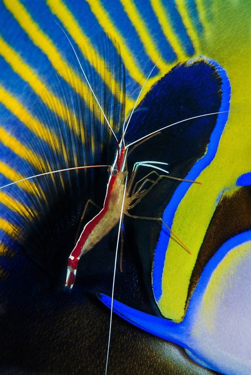 Kilometers of water above us: 2015 Underwater Photographer of the Year Award Winners Kilometers of water above us: 2015 Underwater Photographer of the Year Award Winners