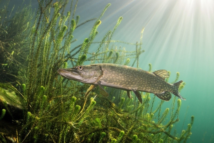 Kilometers of water above us: 2015 Underwater Photographer of the Year Award Winners Kilometers of water above us: 2015 Underwater Photographer of the Year Award Winners