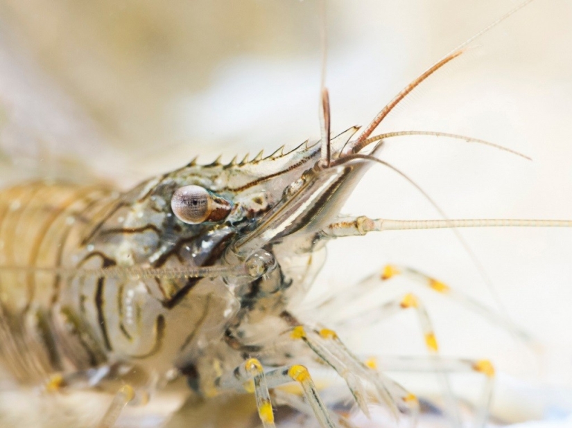 Kilometers of water above us: 2015 Underwater Photographer of the Year Award Winners Kilometers of water above us: 2015 Underwater Photographer of the Year Award Winners