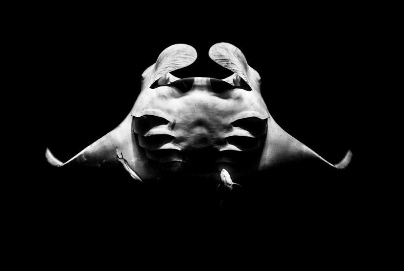 Kilometers of water above us: 2015 Underwater Photographer of the Year Award Winners Kilometers of water above us: 2015 Underwater Photographer of the Year Award Winners