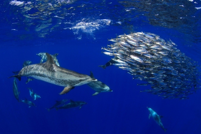 Kilometers of water above us: 2015 Underwater Photographer of the Year Award Winners Kilometers of water above us: 2015 Underwater Photographer of the Year Award Winners