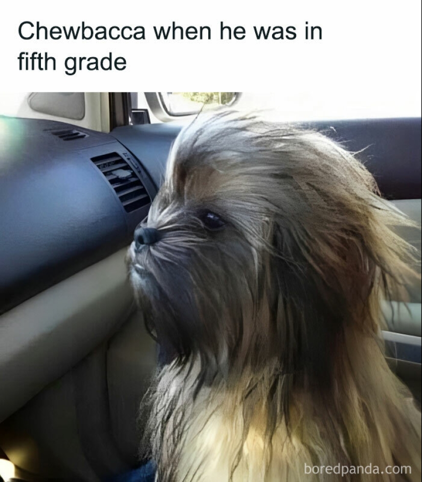 ‘Kind Humour’: 15 Funny And Sweet Memes That Don’t Offend Anyone
