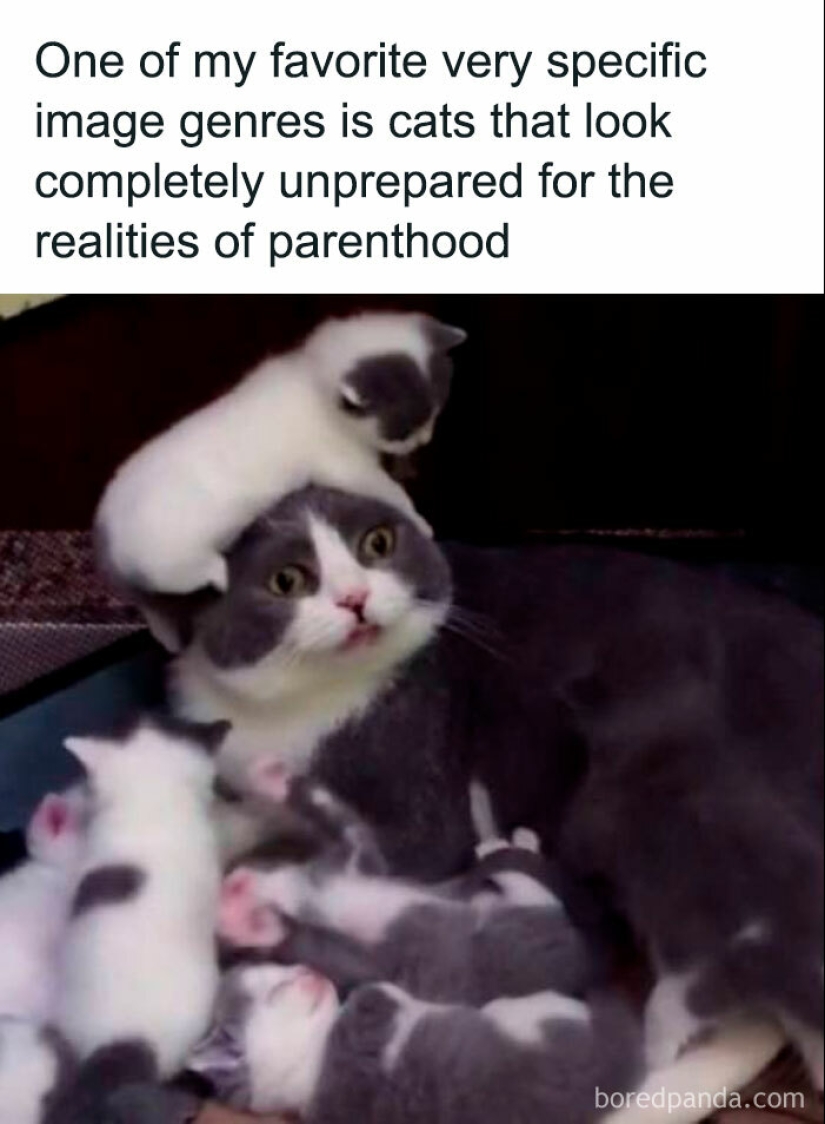 ‘Kind Humour’: 15 Funny And Sweet Memes That Don’t Offend Anyone