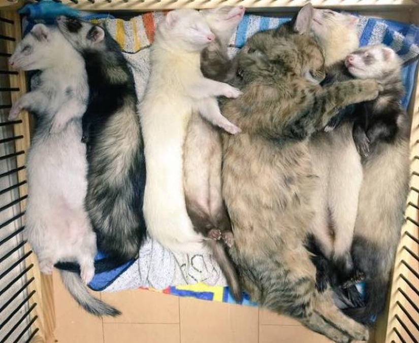 Kitten Adopted by Ferrets Thinks He's a Ferret Too Kitten Adopted by Ferrets Thinks He's a Ferret Too