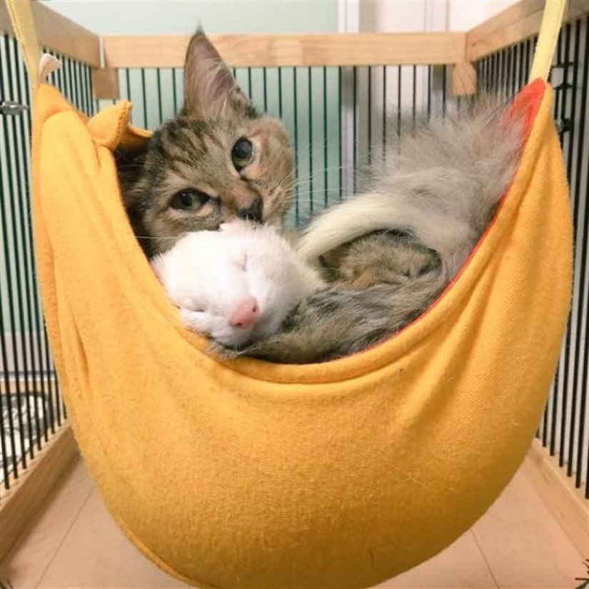 Kitten Adopted by Ferrets Thinks He's a Ferret Too Kitten Adopted by Ferrets Thinks He's a Ferret Too