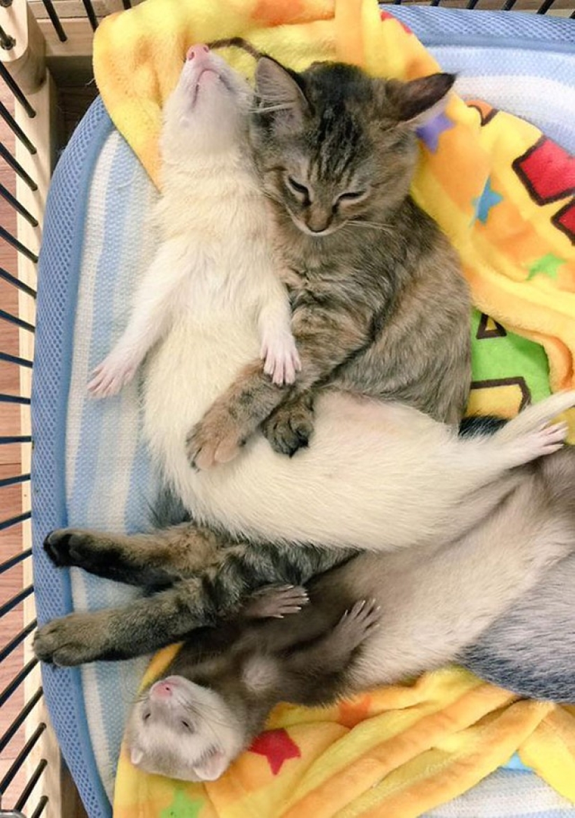 Kitten Adopted by Ferrets Thinks He's a Ferret Too Kitten Adopted by Ferrets Thinks He's a Ferret Too