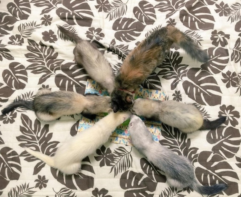 Kitten Adopted by Ferrets Thinks He's a Ferret Too Kitten Adopted by Ferrets Thinks He's a Ferret Too