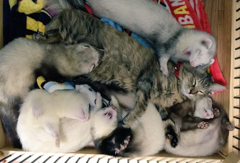 Kitten Adopted by Ferrets Thinks He's a Ferret Too Kitten Adopted by Ferrets Thinks He's a Ferret Too