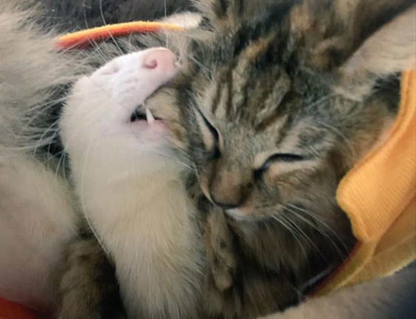 Kitten Adopted by Ferrets Thinks He's a Ferret Too Kitten Adopted by Ferrets Thinks He's a Ferret Too