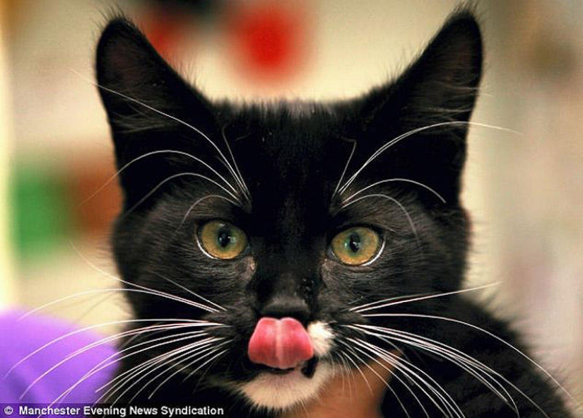 Kitten miraculously survived after an hour of washing in a typewriter