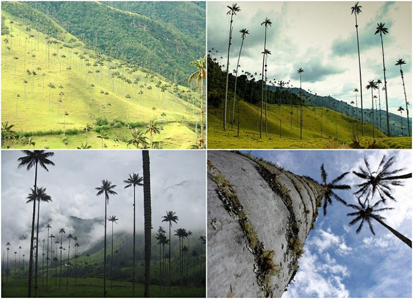 Kokora - el valle de palmeras únicas Kokora - el valle de palmeras únicas