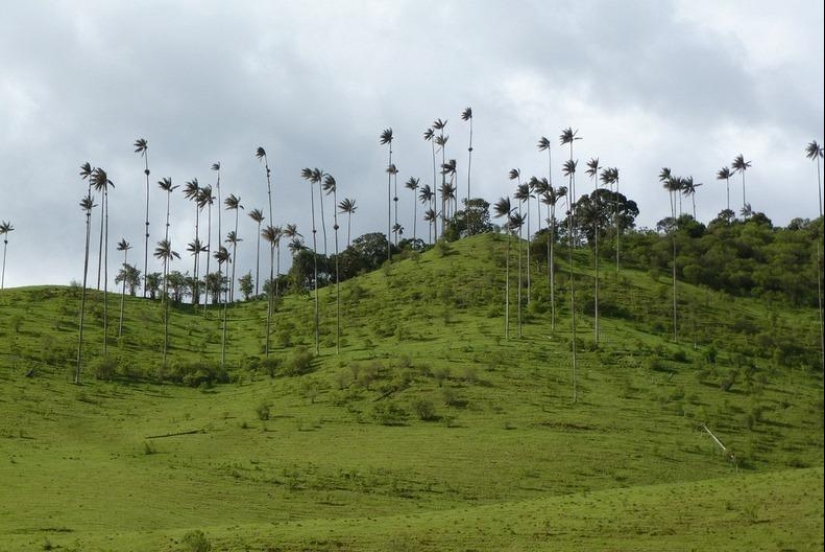 Kokora - the valley of unique palm trees Kokora - the valley of unique palm trees