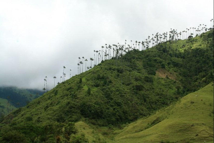 Kokora - the valley of unique palm trees Kokora - the valley of unique palm trees