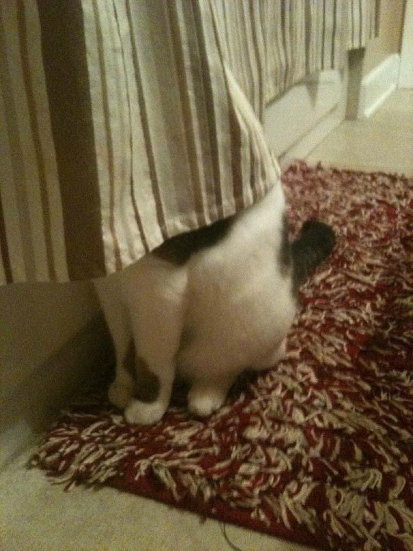 Kote está en todas partes