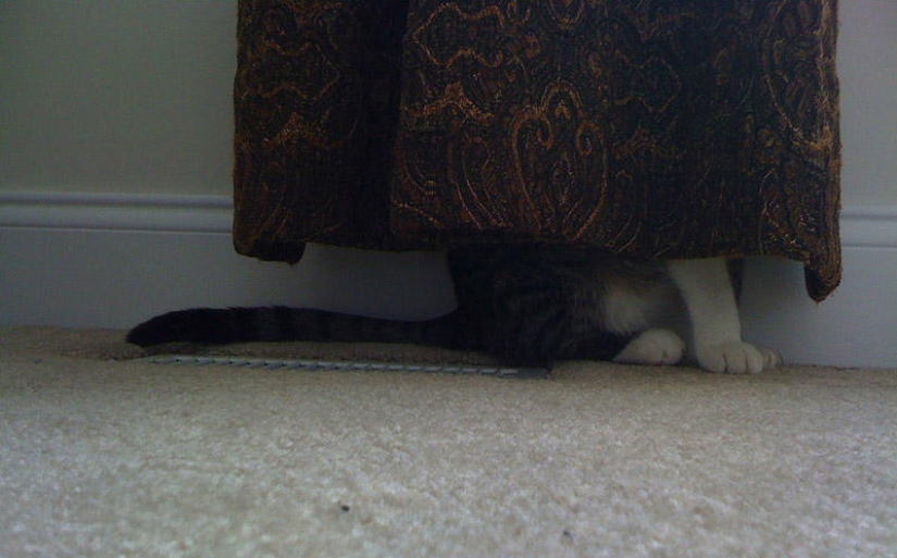 Kote está en todas partes