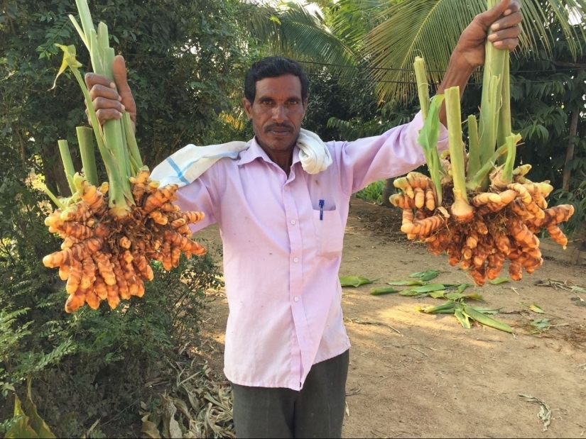 La cúrcuma es el guardián de la salud y la deliciosa nutrición de los hombres. Beneficios de la planta india